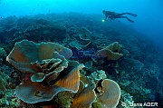 Montipora delicatula-Ambiance Catherine Tomia Creinung waha-6m-20180526-Denis-ADER-DSC_0855_tn